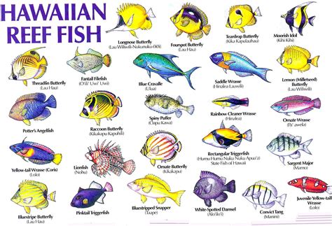 Fishes of Hawai'i .